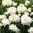 LEUCANTHEMUM Victorian Secret ® - Pépinière La Forêt