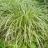 CAREX oshimensis Moon Falls ® - Pépinière La Forêt