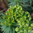 EUPHORBIA charachias 'Black Pearl' - Pépinière La Forêt