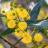 Acacia retinoides - Mimosa des 4 saisons - Pépinière La Forêt