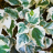 Hydrangea seemanii - Pépinière La Forêt