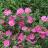 CISTUS x purpureus - Pépinière La Forêt