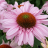 Echinacea SunSeekers Blush / LAFORET - Pépinière La Forêt