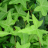 HEDERA helix Saggitifolia / LAFORET - Pépinière La Forêt