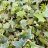 HEDERA helix Yellow ripple ® / LAFORET - Pépinière La Forêt