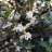 OSMANTHUS heterophyllus Perfume Party ® / LAFORET - Pépinière La Forêt