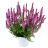 SALVIA nemorosa Pink Nebula ® / LAFORET - Pépinière La Forêt
