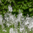 VERONICA gentianoides Tissington White / LAFORET - Pépinière La Forêt