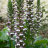 ACANTHUS mollis/ LAFORET - Pépinière La Forêt