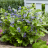 CLEMATIS New Love ® / LAFORET - Pépinière La Forêt