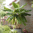 MUSA Sikkimensis Ever Red ®/ LAFORET - Pépinière La Forêt