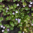 Cymbalaria muralis / LAFORET - Pépinière La Forêt