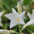 MANDEVILLA suaveolens (laxa) / LAFORET - Pépinière La Forêt