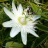 PASSIFLORA caerulea Constance Elliott/ LAFORET - Pépinière La Forêt