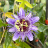 PASSIFLORA caerulea Purple Haze / LAFORET - Pépinière La Forêt
