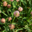TRIFOLIUM fragiferum / LAFORET - Pépinière La Forêt