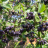 FRUITS ARONIA melanocarpa Hugin - LA FORET - Pépinière La Forêt