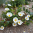 Cistus × florentinus Tramontane LA FORET - Pépinière La Forêt