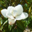 FLEUR MAGNOLIA grandiflora Little Gem - LA FORET - Pépinière La Forêt