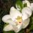 Fleur - MAGNOLIA grandiflora Galissoniensis - LA FORET - Pépinière La Forêt