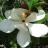 Fleur - MAGNOLIA grandiflora Purpan - LA FORET - Pépinière La Forêt