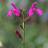Fleur - SALVIA x Cerro Potosi - LA FORET - Pépinière La Forêt