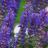 Fleurs - SALVIA nemorosa Blue Bouquetta ® - LA FORET - Pépinière La Forêt