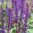 Fleur - SALVIA nemorosa Caradonna - LA FORET - Pépinière La Forêt