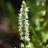 Fleur - SALVIA nemorosa Schneehugel - LA FORET - Pépinière La Forêt