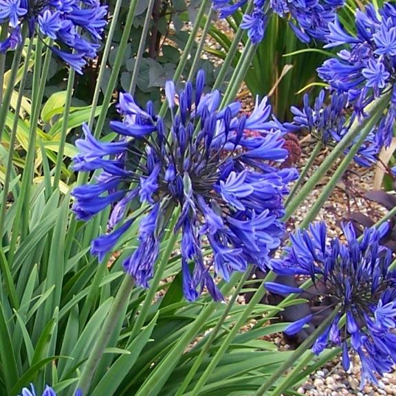 Agapanthus Midnight Star = Navy Blue - Pépinière La Forêt