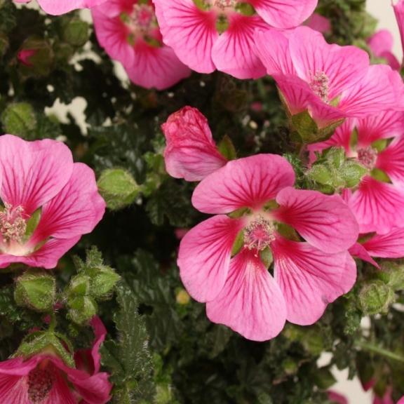 Anisodonthea Elegans Princess ® - Pépinière La Forêt