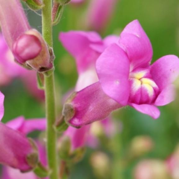 Antirrhinum majus Pretty in Pink ® - Pépinière La Forêt