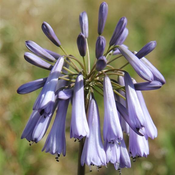 Agapanthus Cascade Crystal ® - Pépinière La Forêt