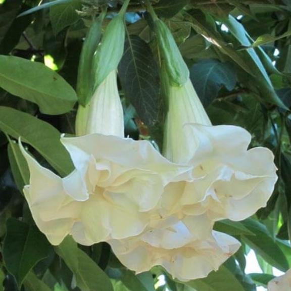 Brugmansia Double White - Pépinière La Forêt