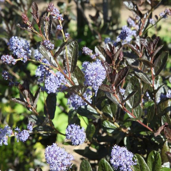 Ceanothus Tuxedo ® - Pépinière La Forêt