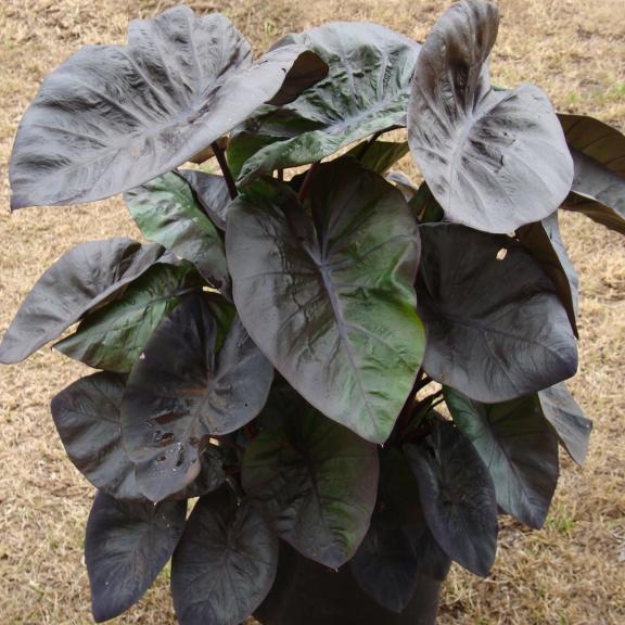 Colocasia esculenta Kona Koffee ® - Pépinière La Forêt