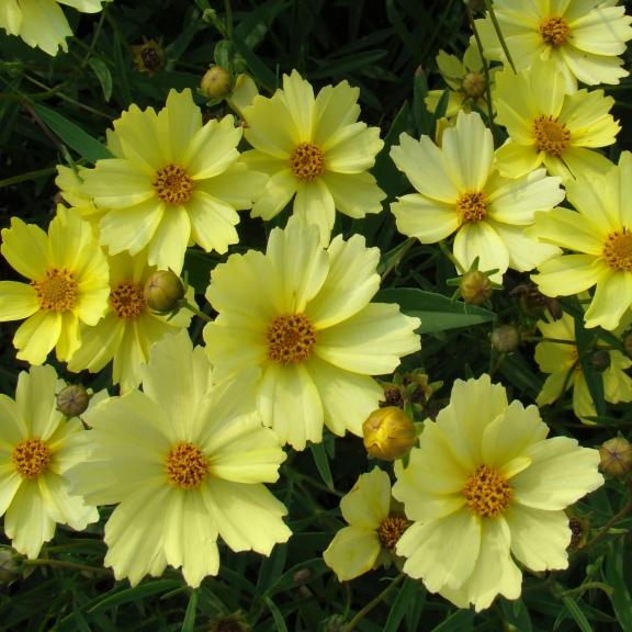 Coreopsis Full Moon ® - Pépinière La Forêt