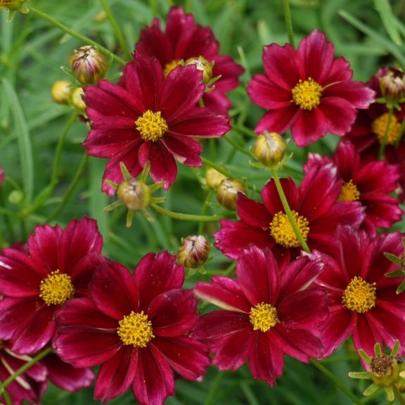 Coreopsis Mercury Rising ® - Pépinière La Forêt