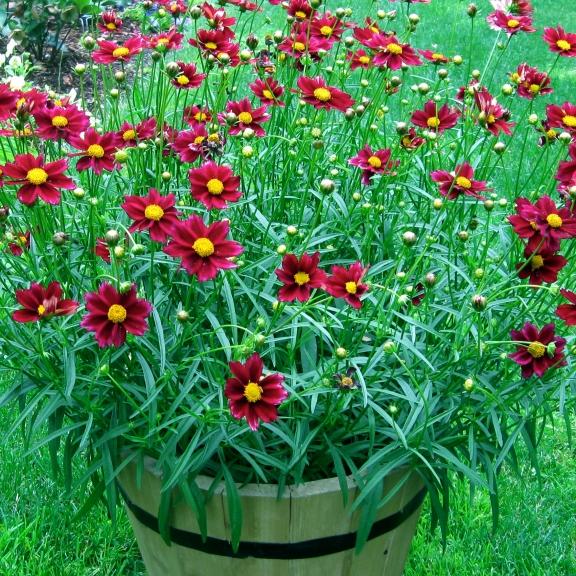 Coreopsis Mercury Rising ® - Pépinière La Forêt