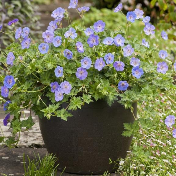 Geranium Azure Rush ® - Pépinière La Forêt