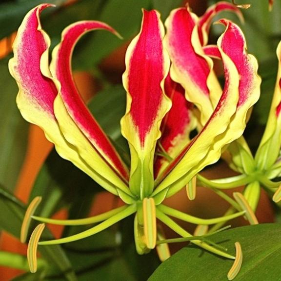 Gloriosa superba Rothschildiana - Pépinière La Forêt