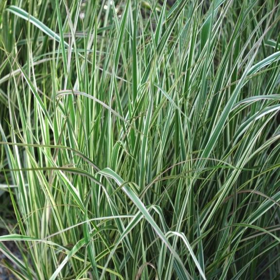 Calamagrostis acutiflora Overdam - Pépinière La Forêt