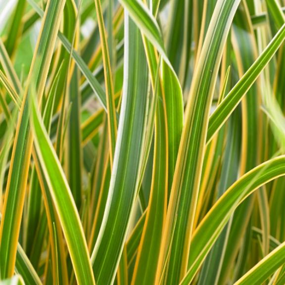 Carex oshimensis Everglow ® - Pépinière La Forêt