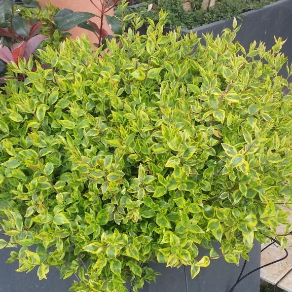 Abelia Radiance ® - Pépinière La Forêt