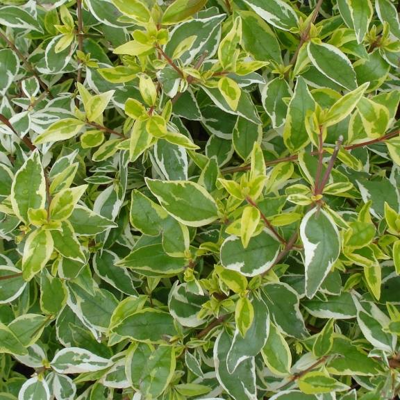 Abelia Radiance ® - Pépinière La Forêt