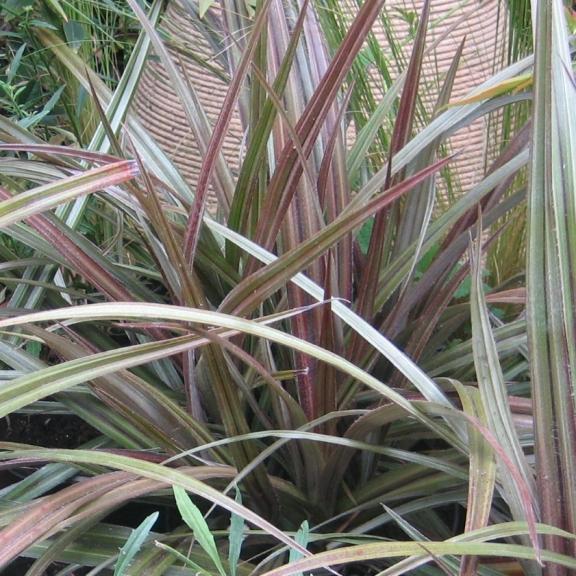 Astelia nervosa Westland - Pépinière La Forêt