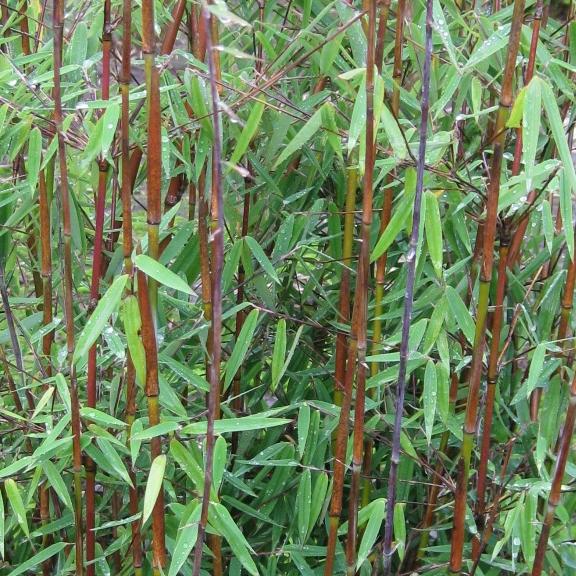 Bambou Fargesia jiuzhaigou Red Panda - Pépinière La Forêt