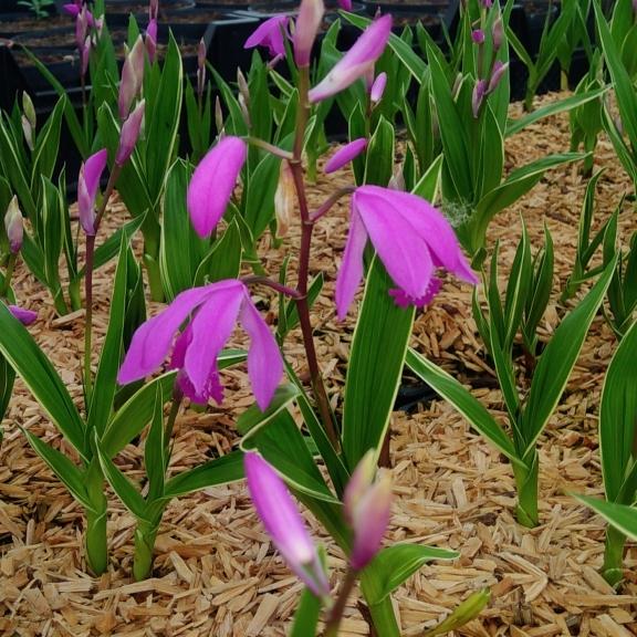 Orchidée vivace Bletilla striata - Pépinière La Forêt