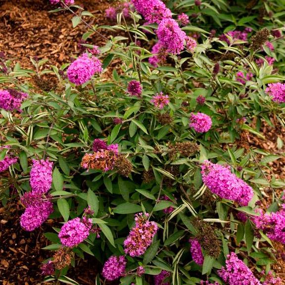 Buddleja Free Petite Tutti Fruitti ®  - Pépinière La Forêt