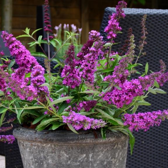 Buddleja Free Petite Tutti Fruitti ®  - Pépinière La Forêt